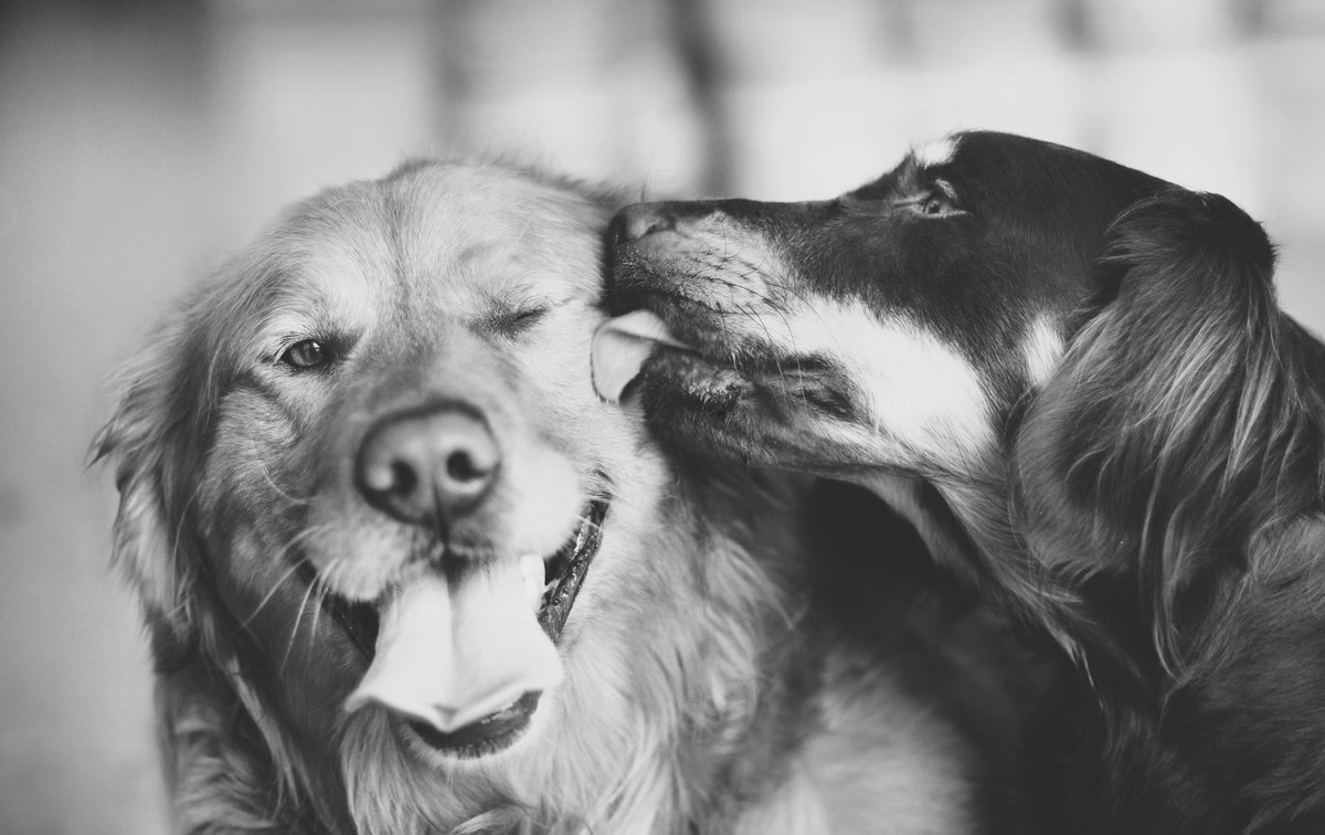 Собаки любовь. Любовь к животным. Собак. Собака радость. Несколько собак.