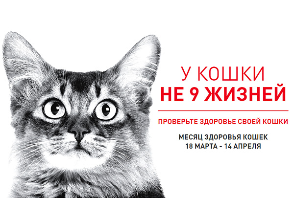 Инициатива «У кошки не 9 жизней» продолжается
