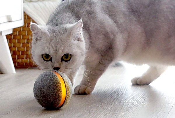 Компания Cheerble представила «умный» мяч для собак и кошек