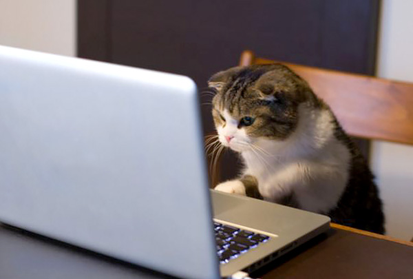 В России чаще покупают онлайн корма для кошек