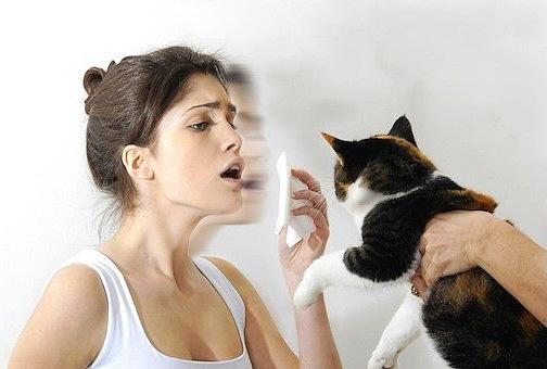 PURINA открыла способ снизить «аллергенность» кошек