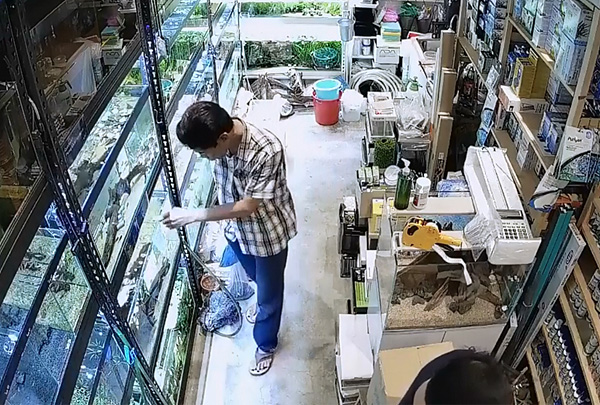 В Сингапуре посетитель зоомагазина отравил аквариумных рыбок