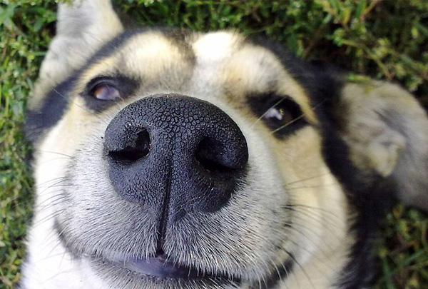 В Китае набирает популярность сервис идентификации собак по отпечатку носа