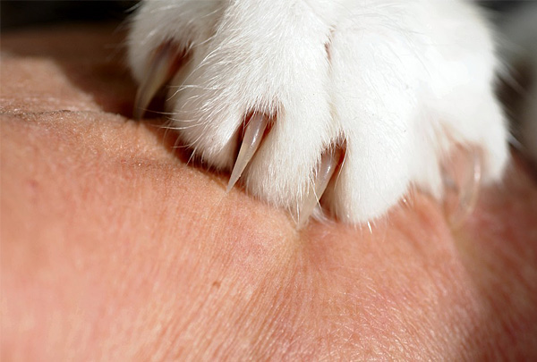 В штате Нью-Йорк запретили удалять кошкам когти