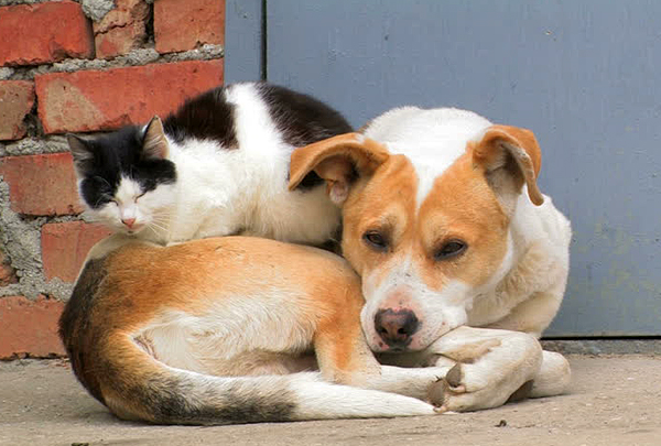 17 августа отмечается Всемирный день бездомных животных