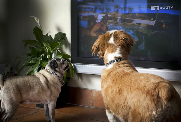 Телеканал для собак DogTV Unleashed теперь доступен по всему миру