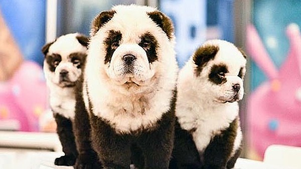 Владелец кафе с собаками в Китае перекрасил их в панд