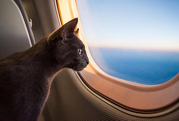 American Airlines отменила перевозку животных в багажном отделении