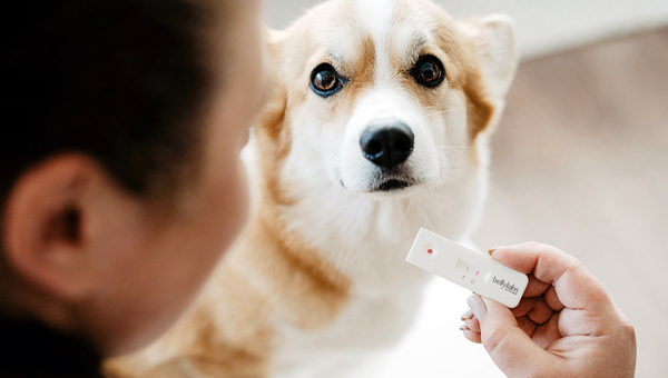 Первый экспресс-тест на беременность для собак разработан в Финляндии